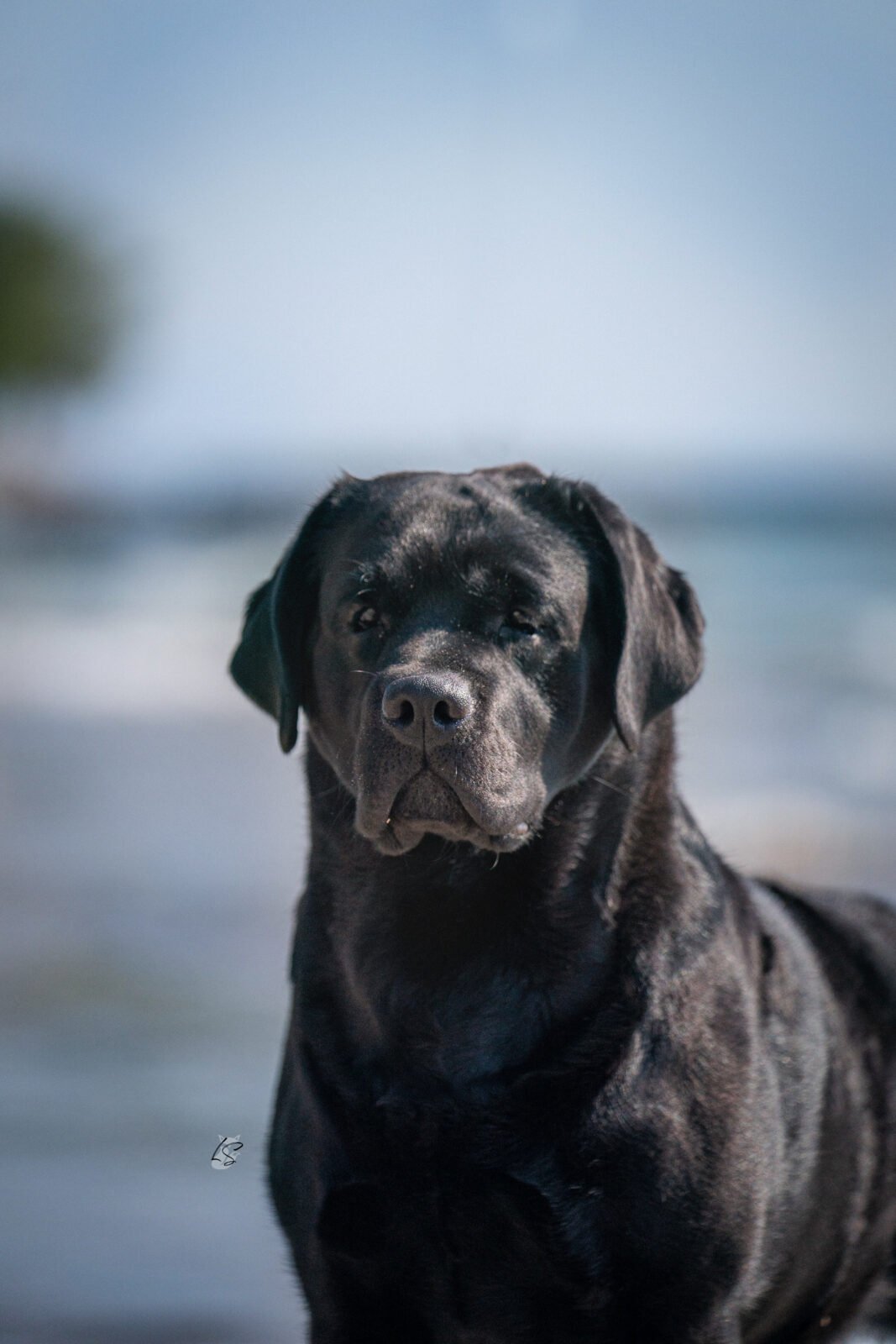 Photo of MBISS MRBIS GCHS Hoffmann’s Chimichanga, a Black Labrador Retriever.