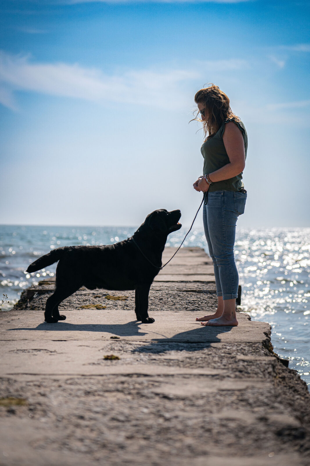 Photo of MBISS MRBIS GCHS Hoffmann’s Chimichanga, a Black Labrador Retriever.