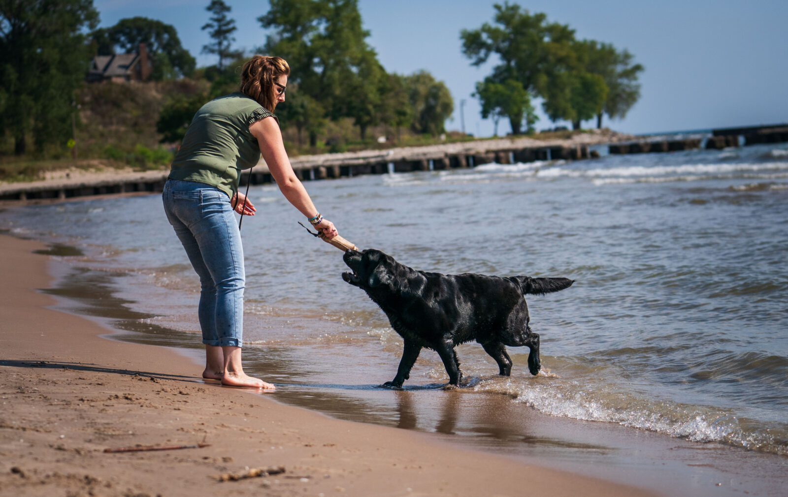 Photo of MBISS MRBIS GCHS Hoffmann’s Chimichanga, a Black Labrador Retriever.