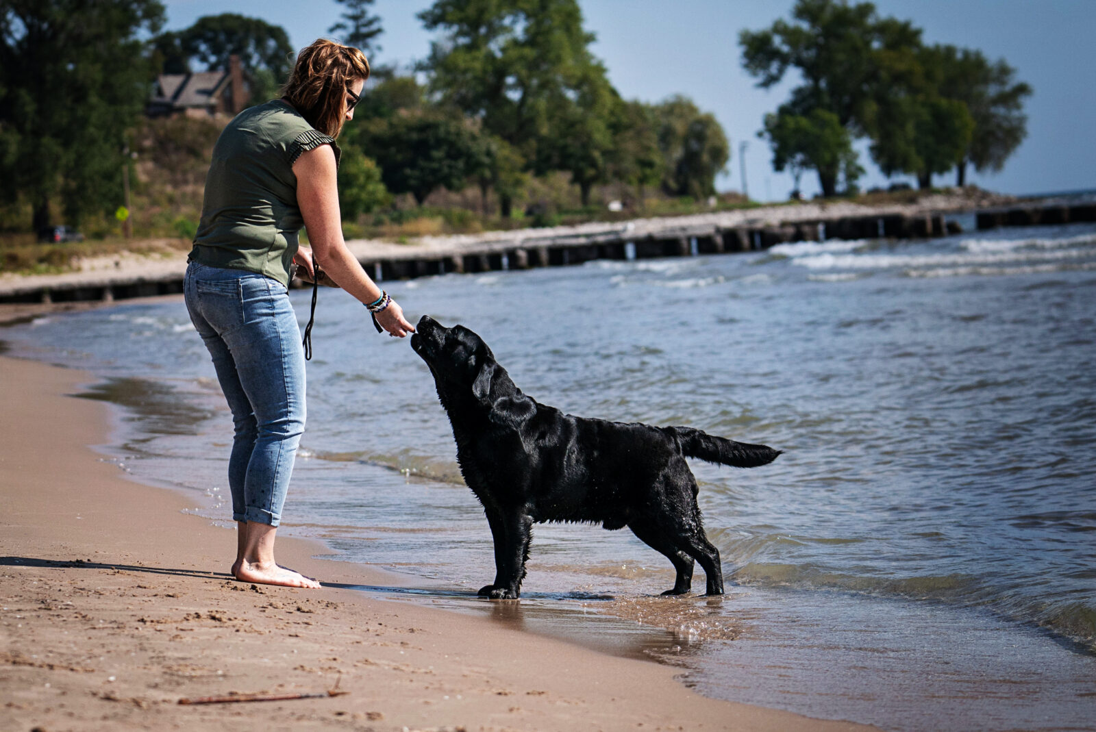 Photo of MBISS MRBIS GCHS Hoffmann’s Chimichanga, a Black Labrador Retriever.