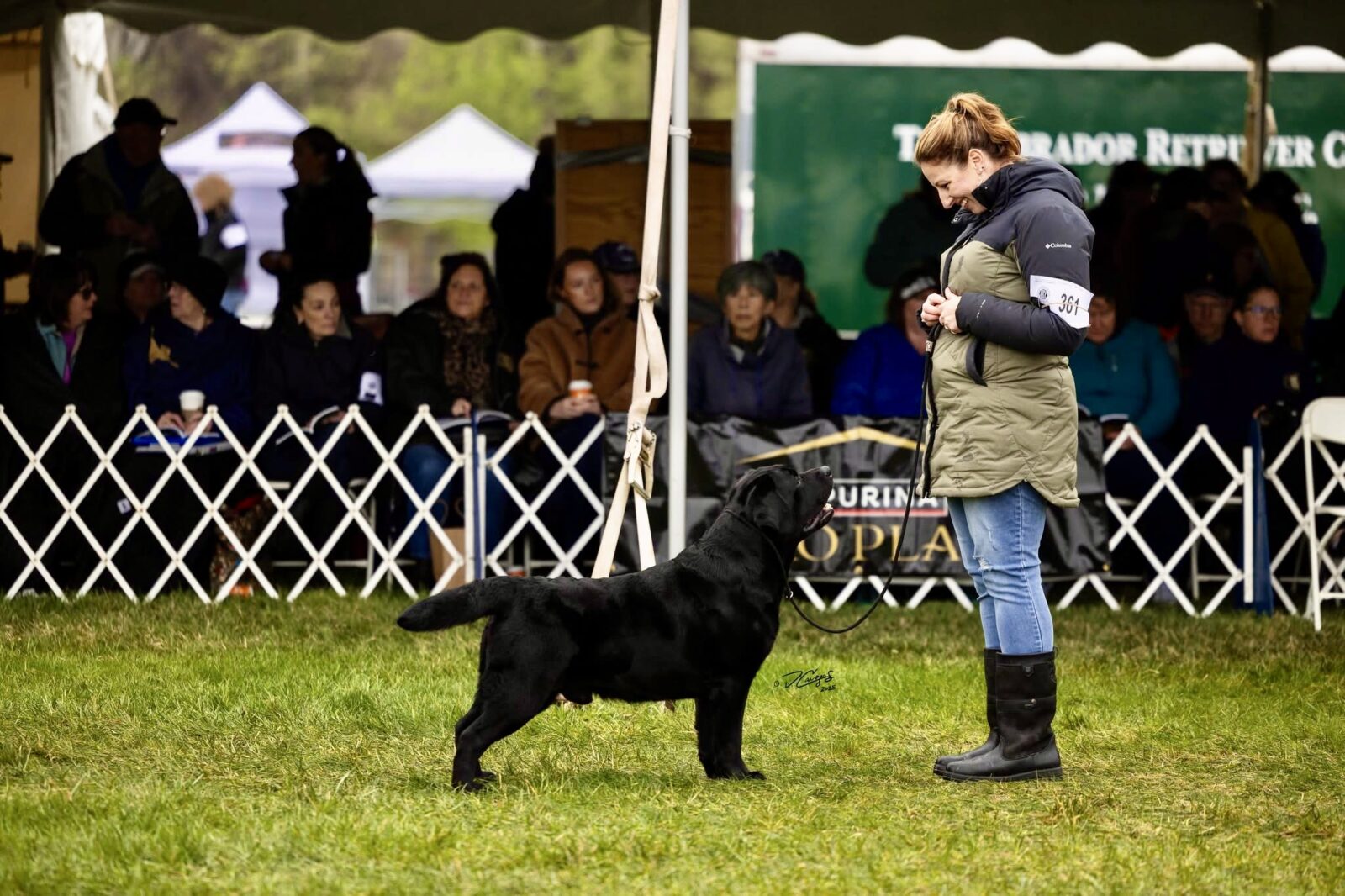 Photo of MBISS MRBIS GCHS Hoffmann’s Chimichanga, a Black Labrador Retriever.