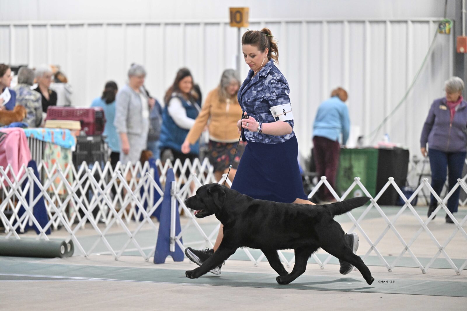 Photo of MBISS MRBIS GCHS Hoffmann’s Chimichanga, a Black Labrador Retriever.