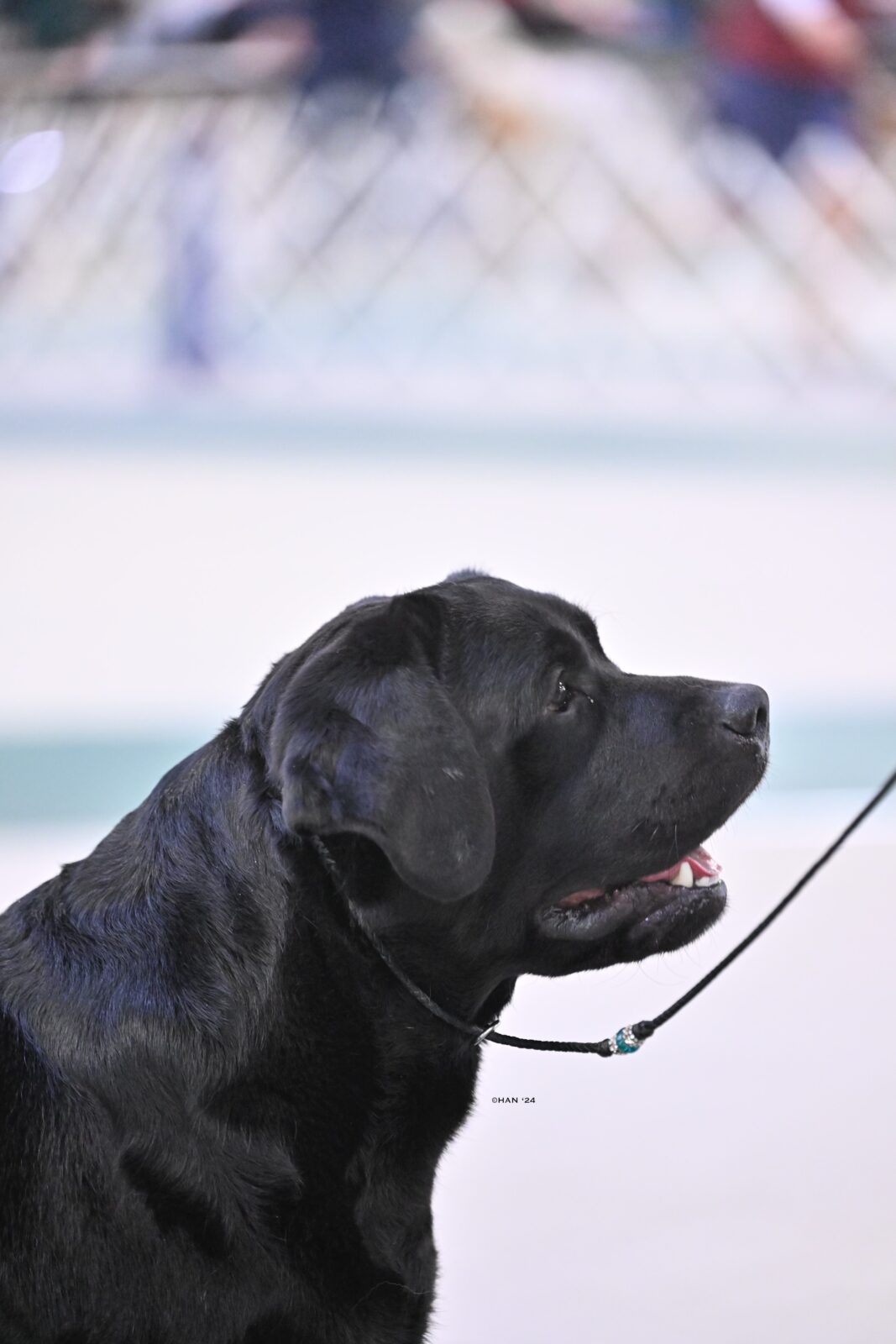 Photo of MBISS MRBIS GCHS Hoffmann’s Chimichanga, a Black Labrador Retriever.