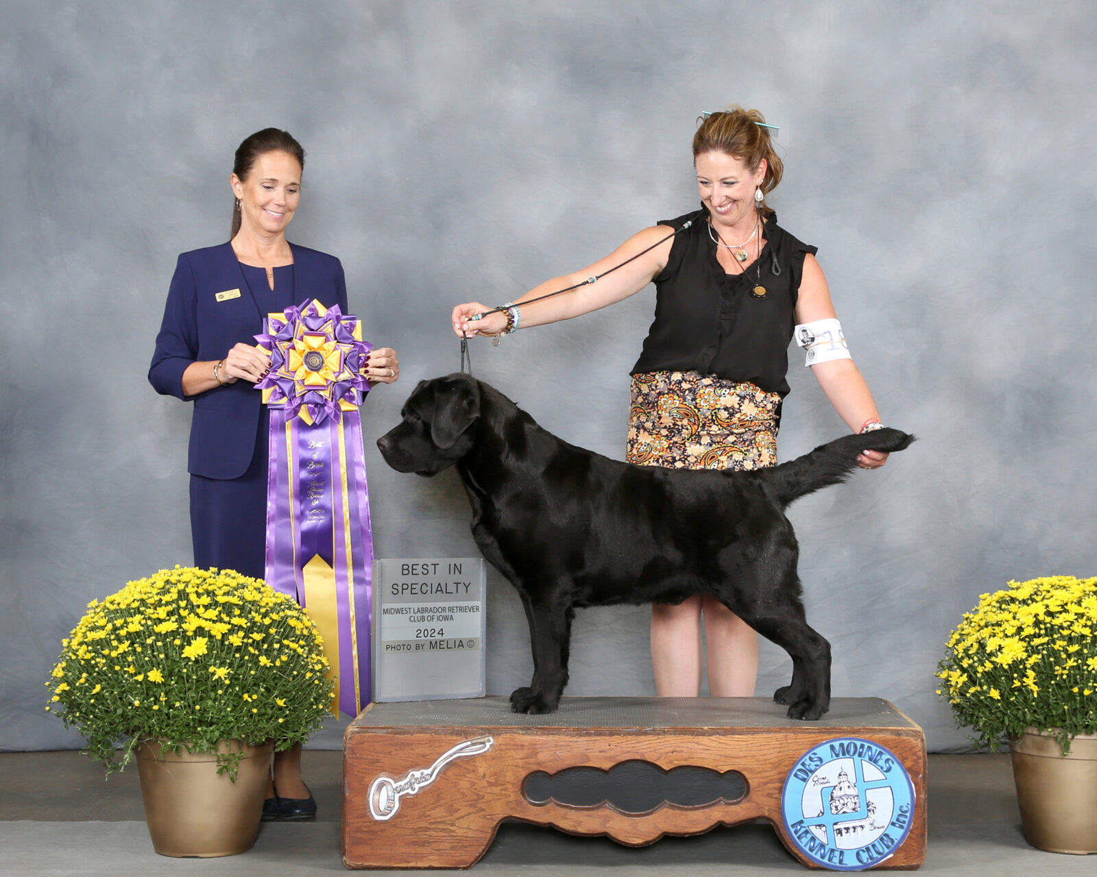 Photo of MBISS MRBIS GCHS Hoffmann’s Chimichanga, a Black Labrador Retriever.