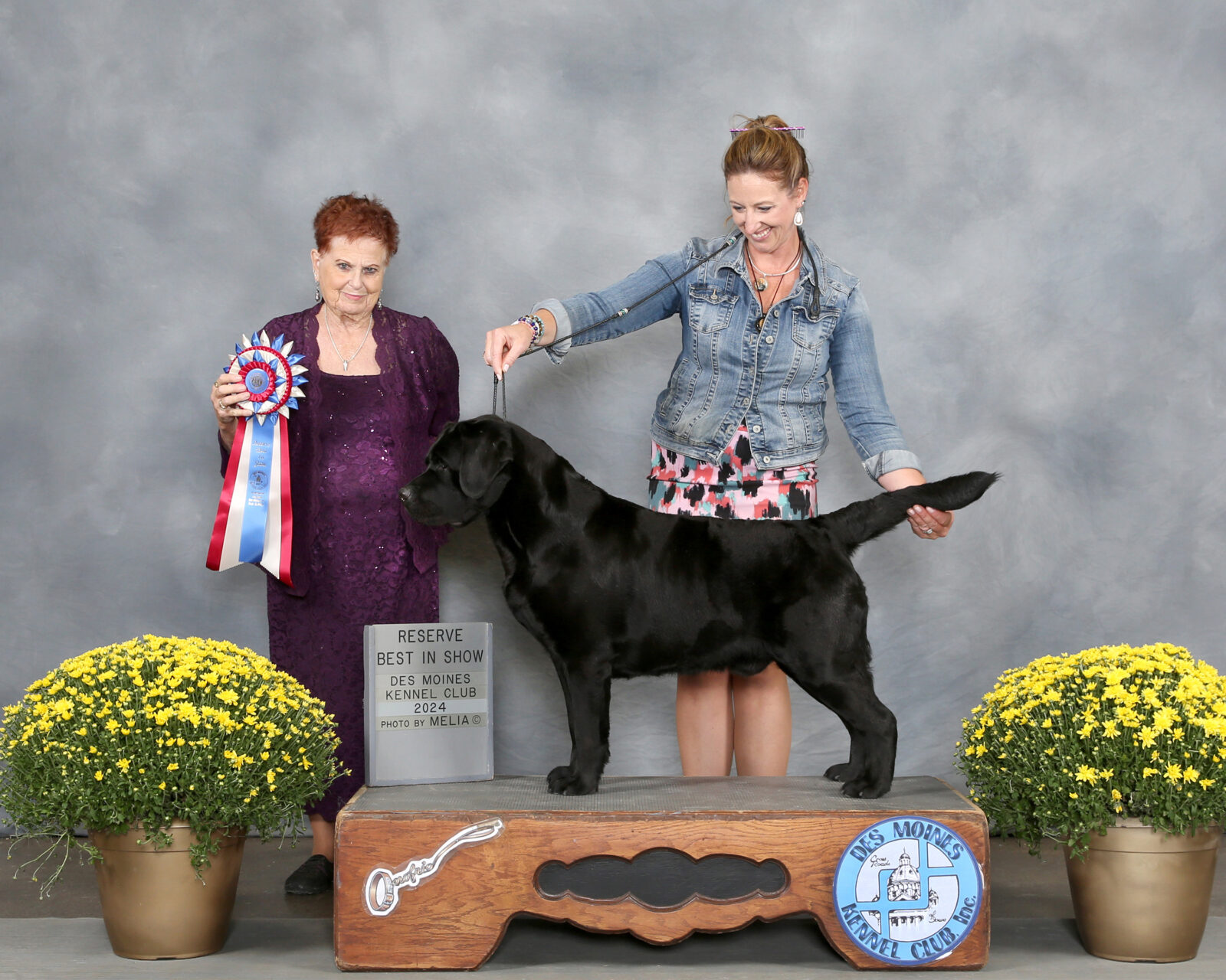 Photo of MBISS MRBIS GCHS Hoffmann’s Chimichanga, a Black Labrador Retriever.