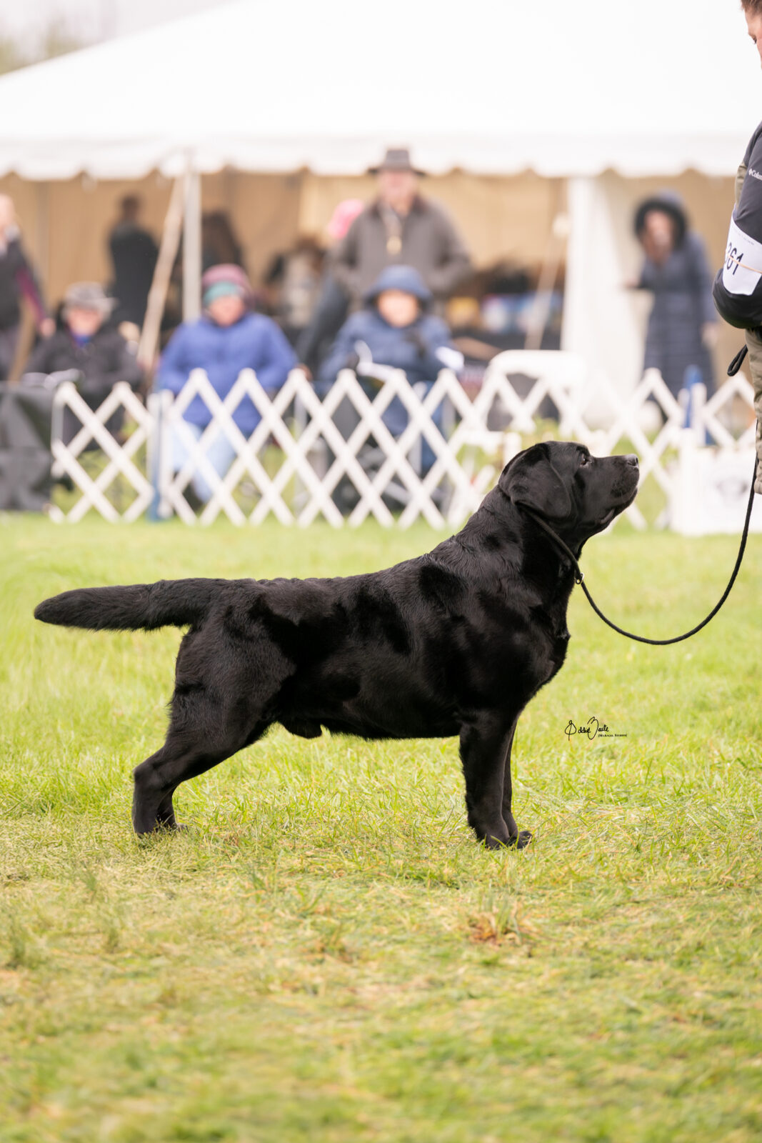 Photo of MBISS MRBIS GCHS Hoffmann’s Chimichanga, a Black Labrador Retriever.