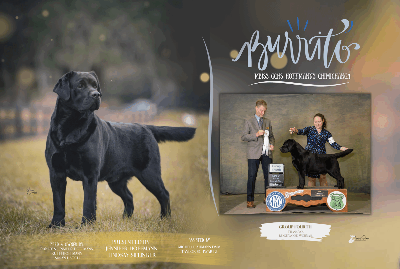 Photo of MBISS MRBIS GCHS Hoffmann’s Chimichanga, a Black Labrador Retriever.