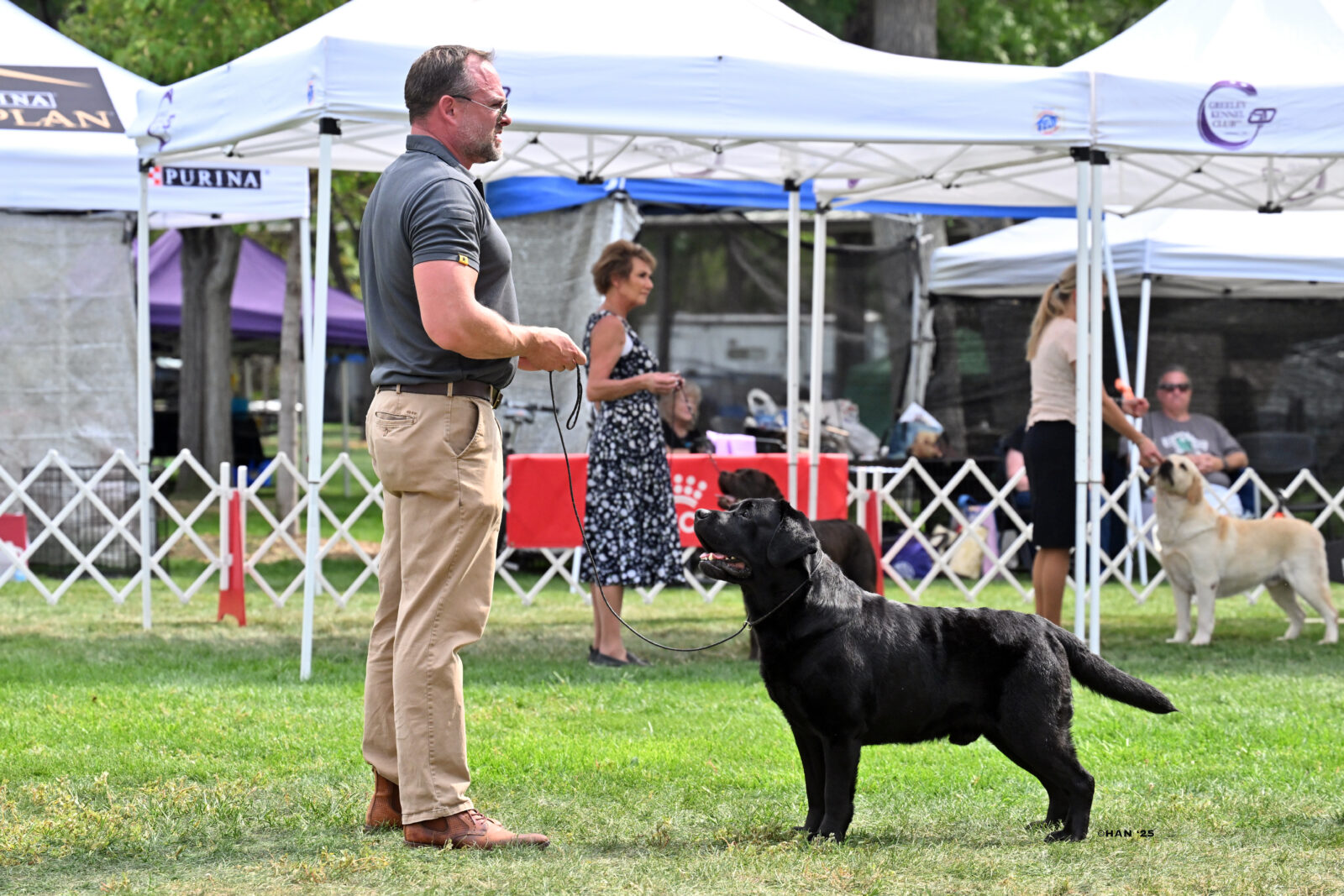 Photo of MBISS MRBIS GCHS Hoffmann’s Chimichanga, a Black Labrador Retriever.