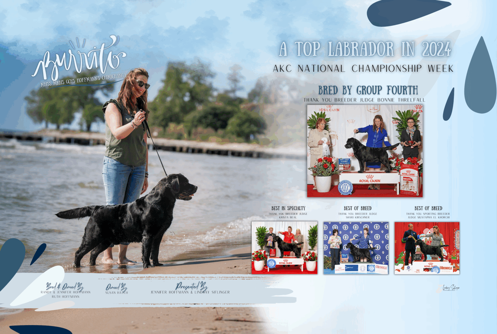 Photo of MBISS MRBIS GCHS Hoffmann’s Chimichanga, a Black Labrador Retriever.