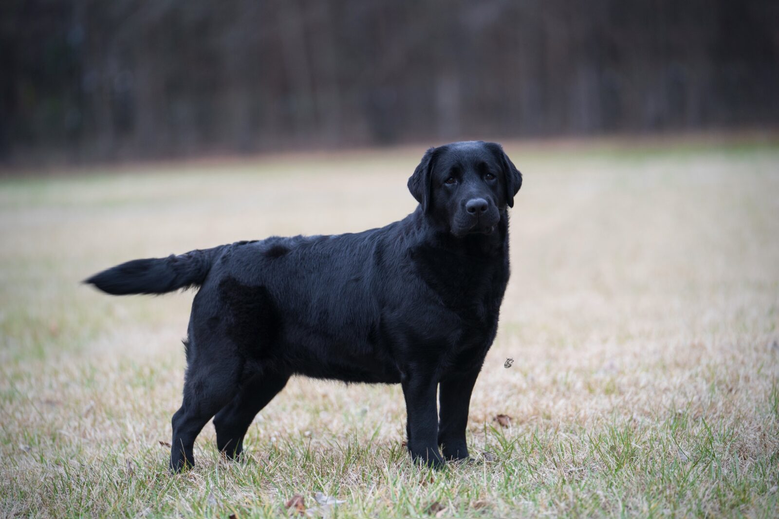Photo of CH Hoffmann’s Who Is That, a Black Labrador Retriever.