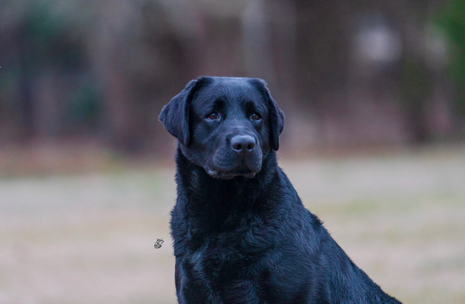 Photo of CH Hoffmann’s Who Is That, a Black Labrador Retriever.
