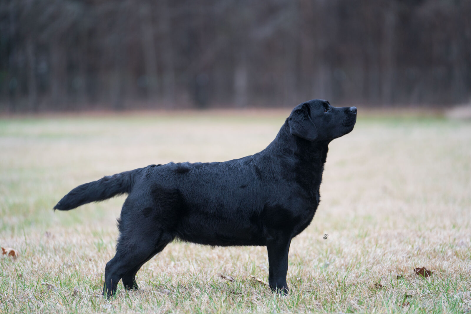 Photo of CH Hoffmann’s Who Is That, a Black Labrador Retriever.