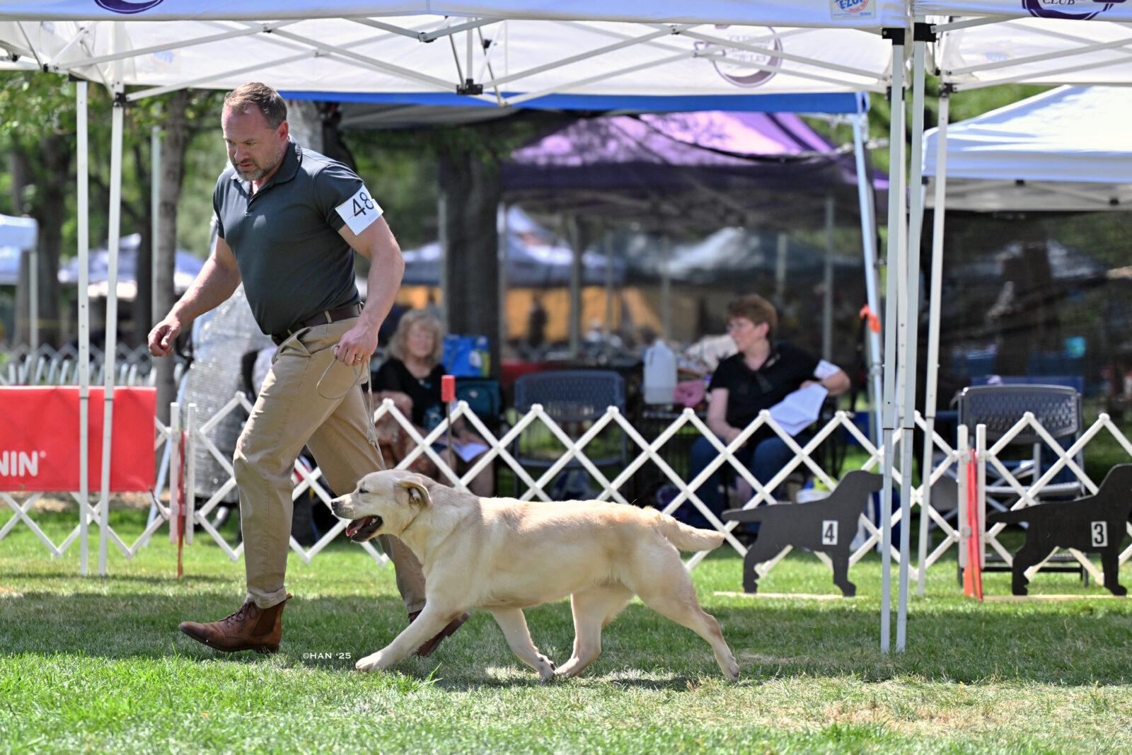 Photo of Hoffmann’s Extremely Spicy, a Yellow Labrador Retriever.