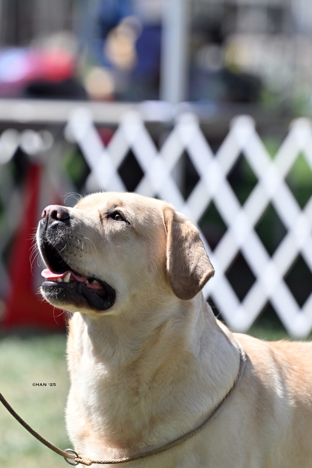Photo of Hoffmann’s Extremely Spicy, a Yellow Labrador Retriever.