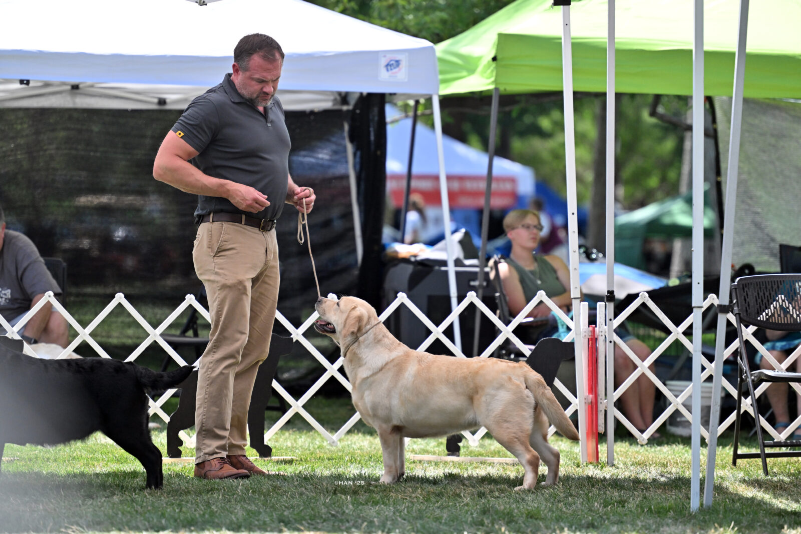 Photo of Hoffmann’s Extremely Spicy, a Yellow Labrador Retriever.