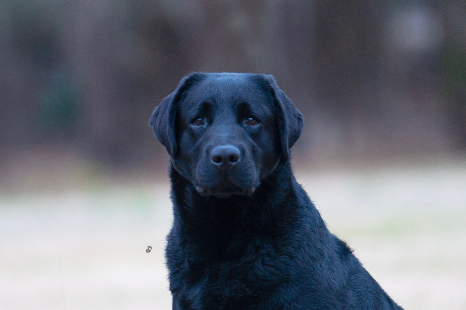 Photo of CH Hoffmann’s Who Is That, a Black Labrador Retriever.