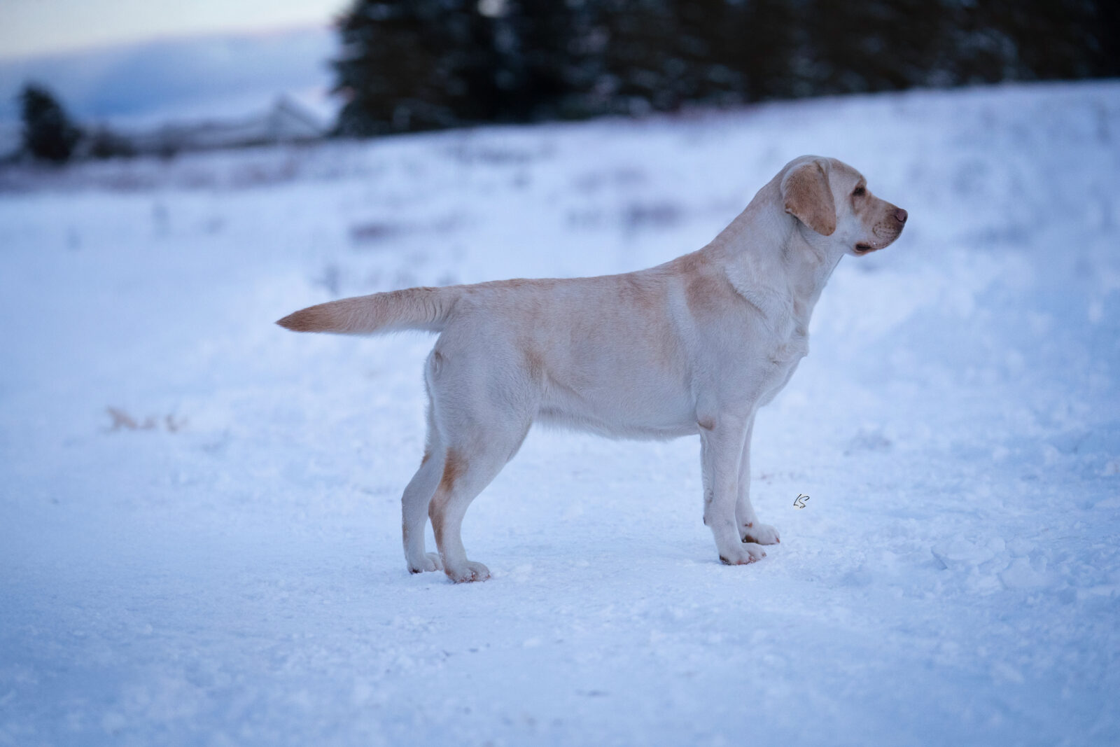 Photo of Hoffmann’s B A N A N A S, a Yellow Labrador Retriever.