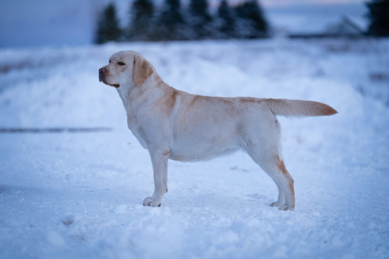 Photo of Hoffmann’s B A N A N A S, a Yellow Labrador Retriever.