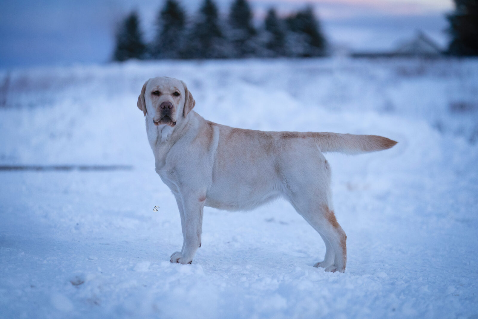 Photo of Hoffmann’s B A N A N A S, a Yellow Labrador Retriever.