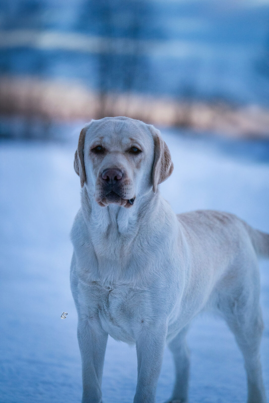 Photo of Hoffmann’s B A N A N A S, a Yellow Labrador Retriever.
