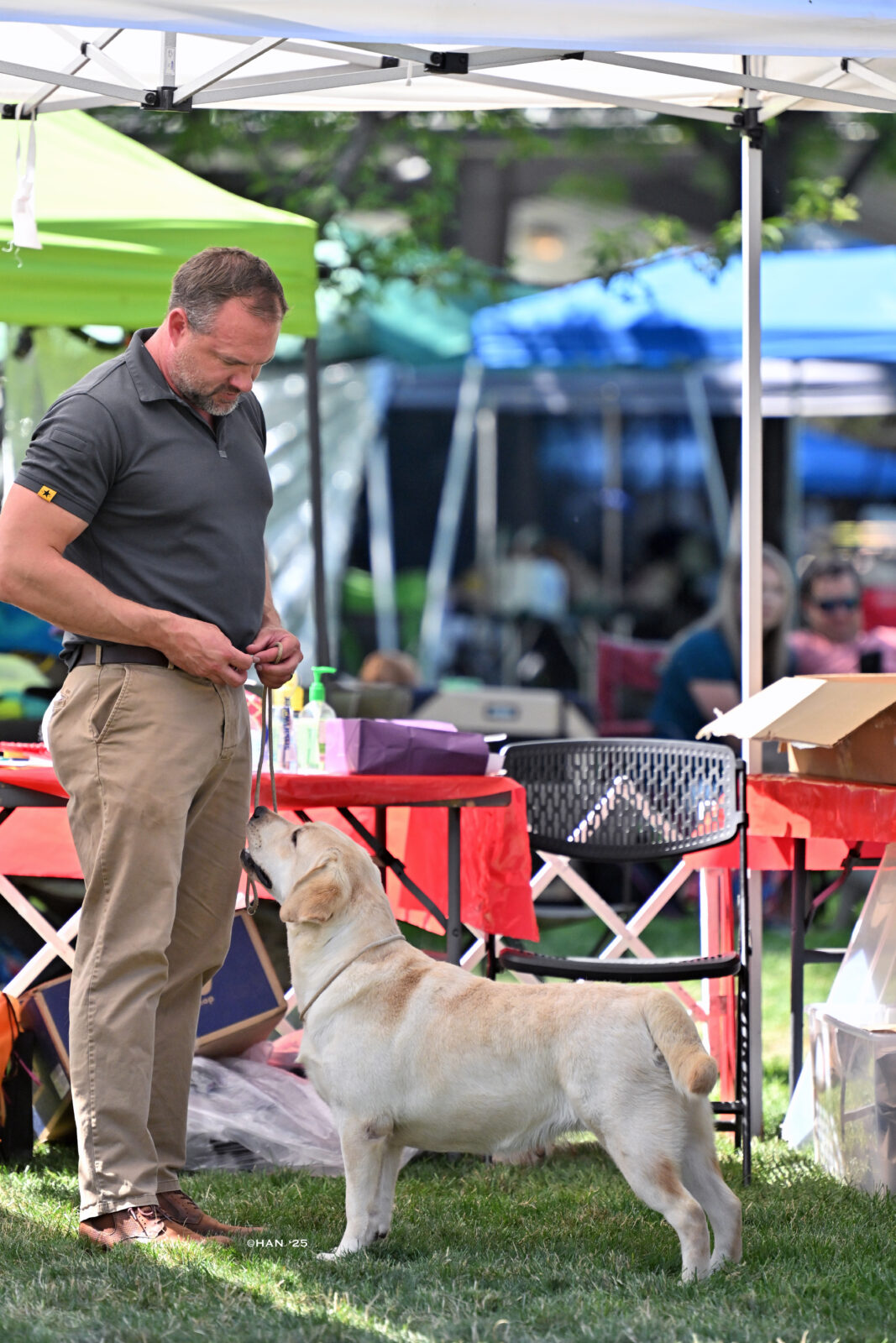 Photo of Hoffmann’s B A N A N A S, a Yellow Labrador Retriever.