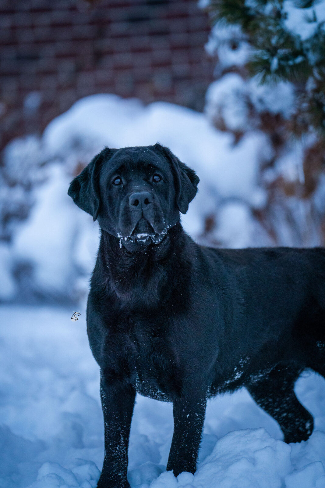 Photo of Hoffmann’s PTL, a Black Labrador Retriever.