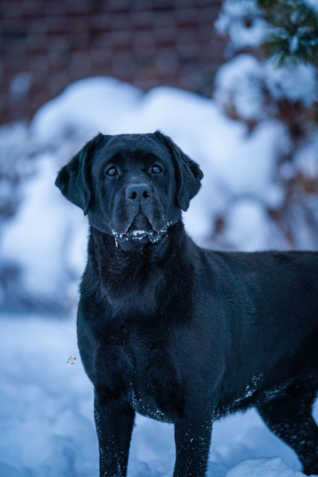 Photo of Hoffmann’s PTL, a Black Labrador Retriever.