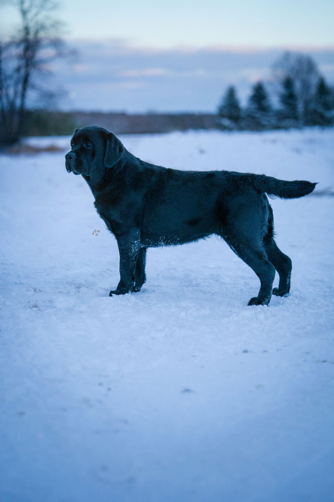 Photo of Hoffmann’s PTL, a Black Labrador Retriever.
