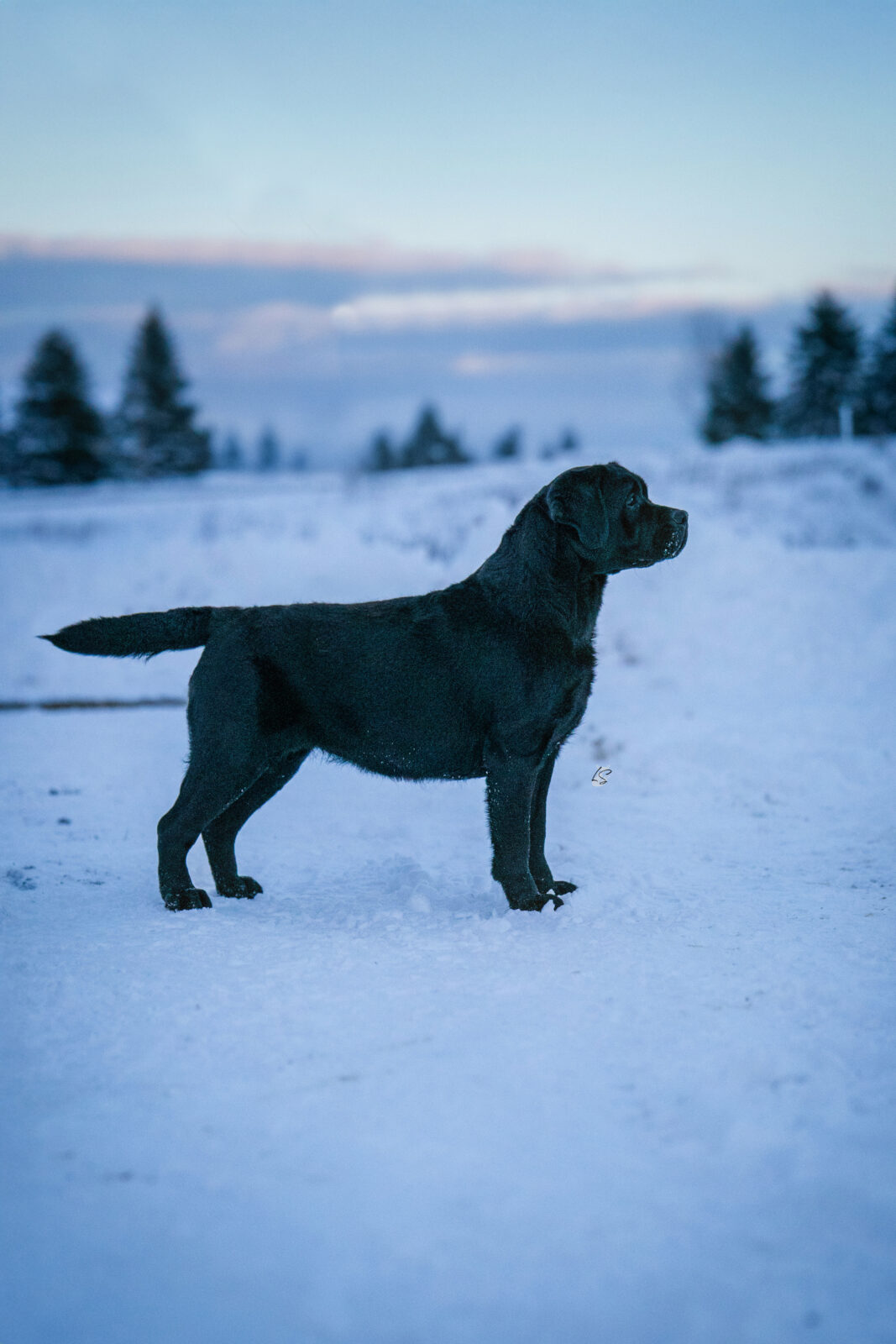 Photo of Hoffmann’s PTL, a Black Labrador Retriever.