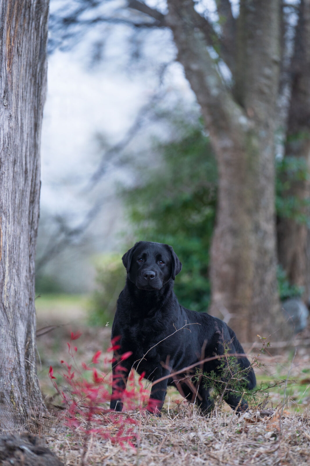 Photo of CH Hoffmann’s Who Is That, a Black Labrador Retriever.