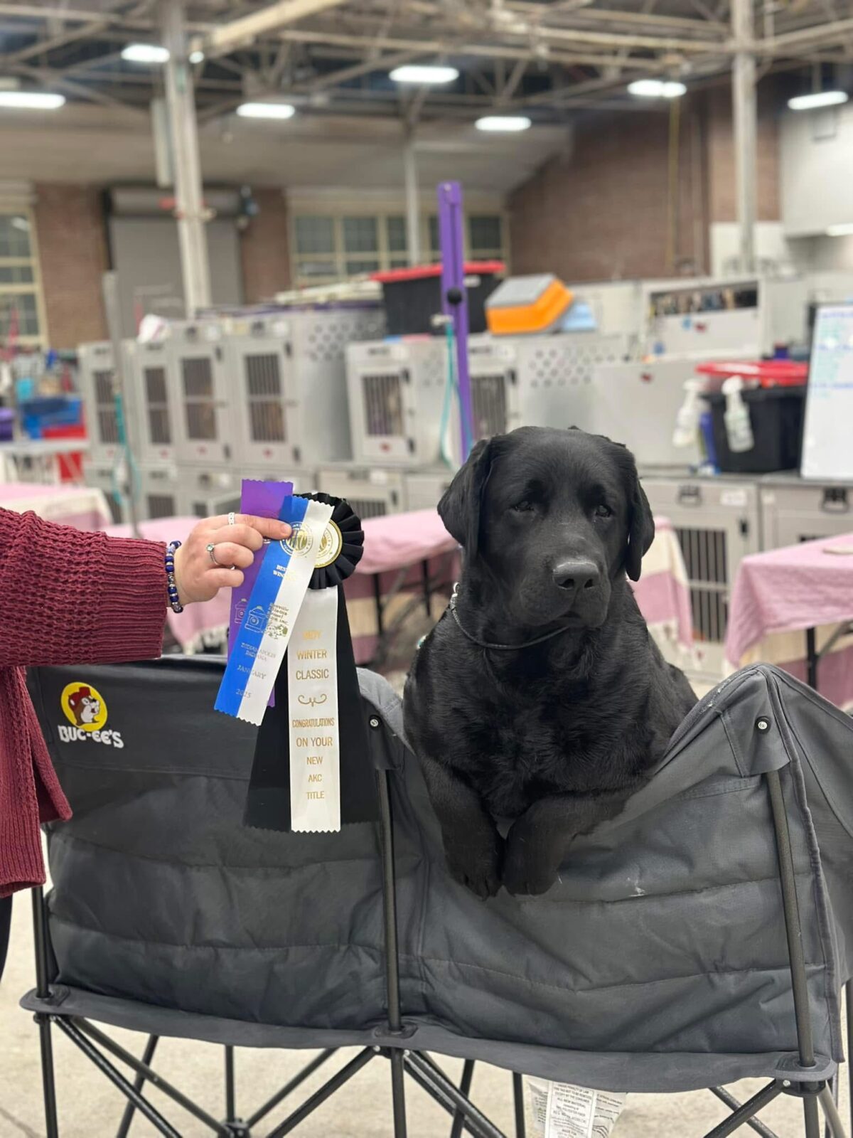 Photo of CH Hoffmann’s Who Is That, a Black Labrador Retriever.