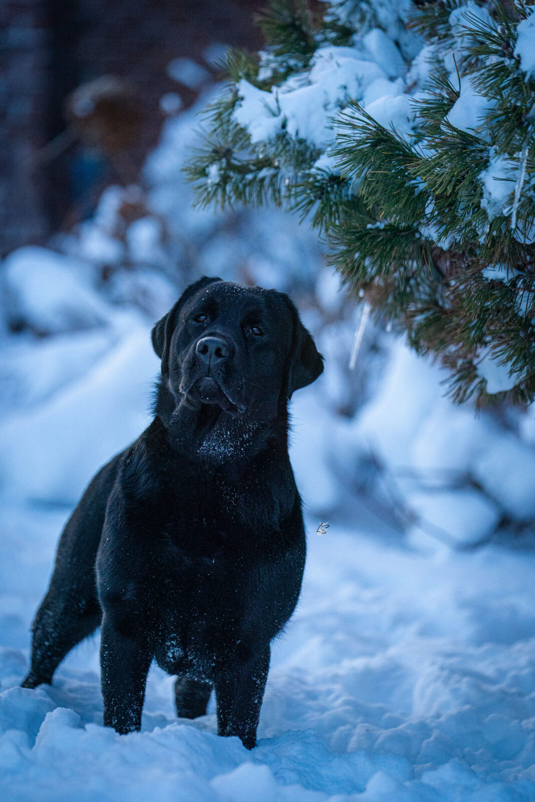Photo of Gallivant’s I Live For The Applause, a Black Labrador Retriever.