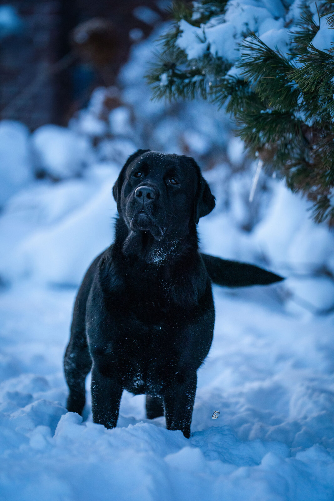 Photo of Gallivant’s I Live For The Applause, a Black Labrador Retriever.