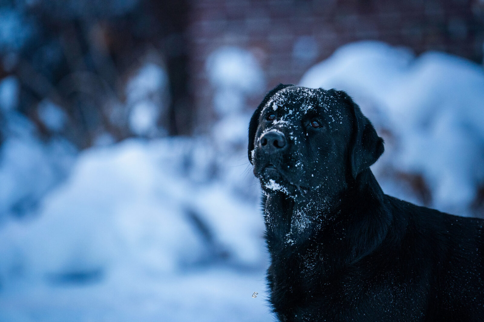 Photo of Gallivant’s I Live For The Applause, a Black Labrador Retriever.