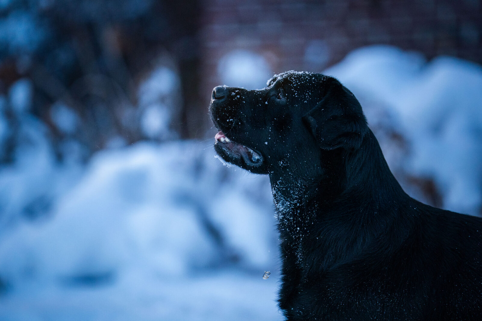 Photo of Gallivant’s I Live For The Applause, a Black Labrador Retriever.