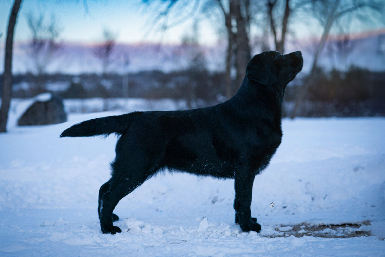 Photo of Gallivant’s I Live For The Applause, a Black Labrador Retriever.