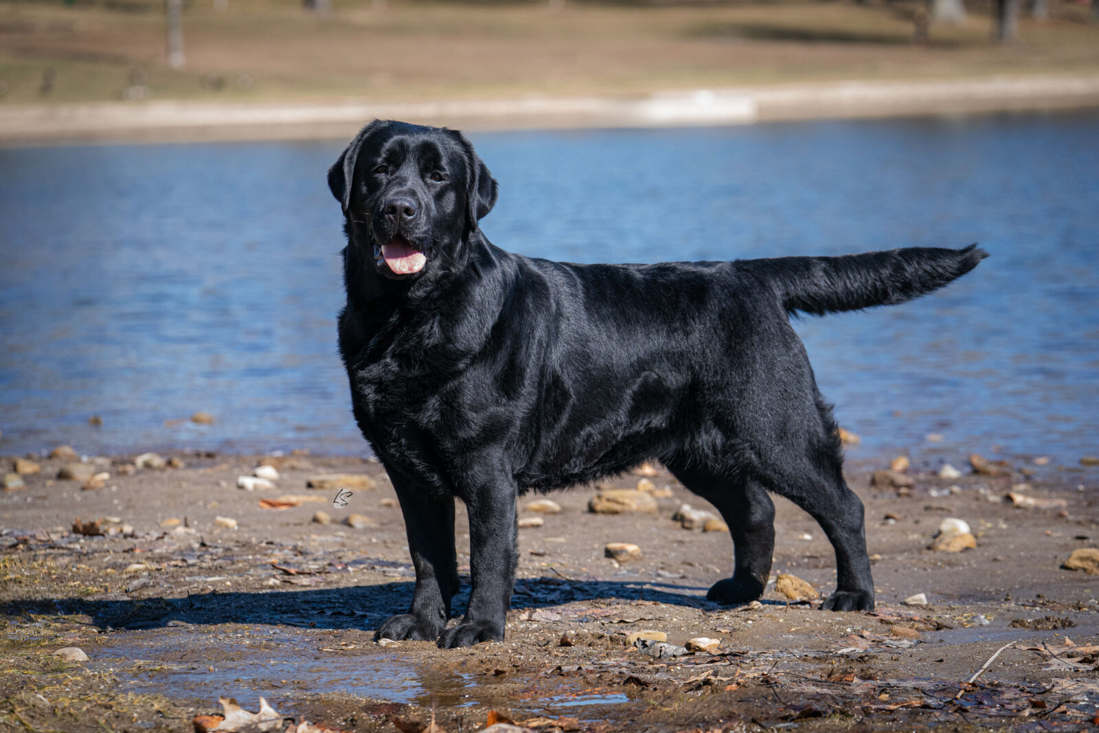 Photo of BISS CH Gallivant’s I Live For The Applause, a Black Labrador Retriever.