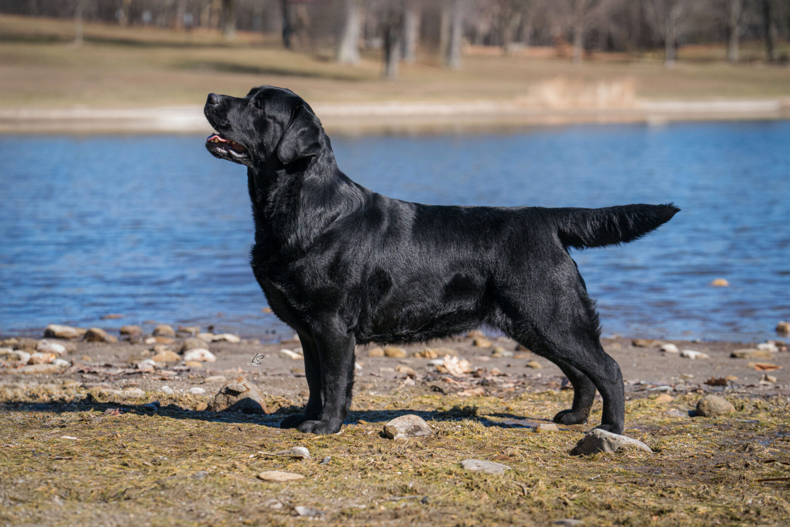 Photo of BISS CH Gallivant’s I Live For The Applause, a Black Labrador Retriever.