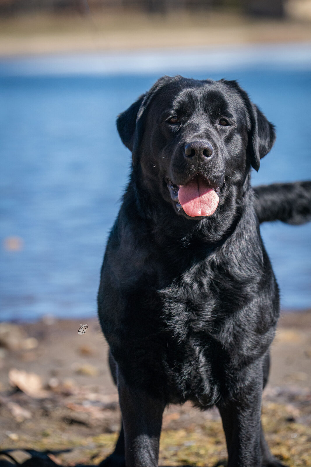 Photo of BISS CH Gallivant’s I Live For The Applause, a Black Labrador Retriever.