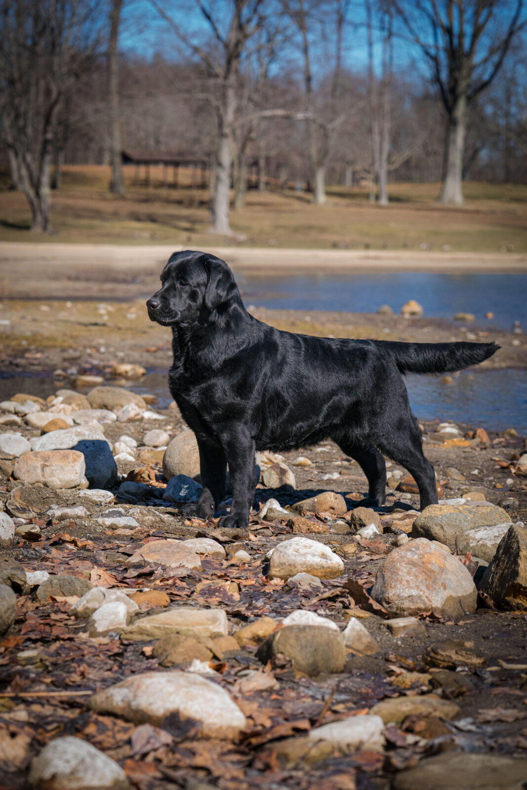 Photo of BISS CH Gallivant’s I Live For The Applause, a Black Labrador Retriever.