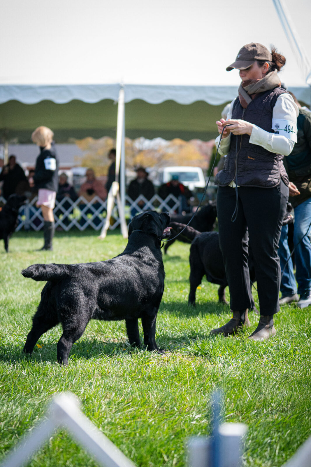 Photo of BISS CH Gallivant’s I Live For The Applause, a Black Labrador Retriever.