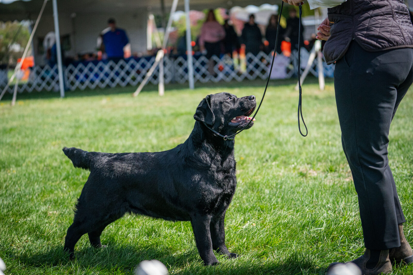 Photo of BISS CH Gallivant’s I Live For The Applause, a Black Labrador Retriever.