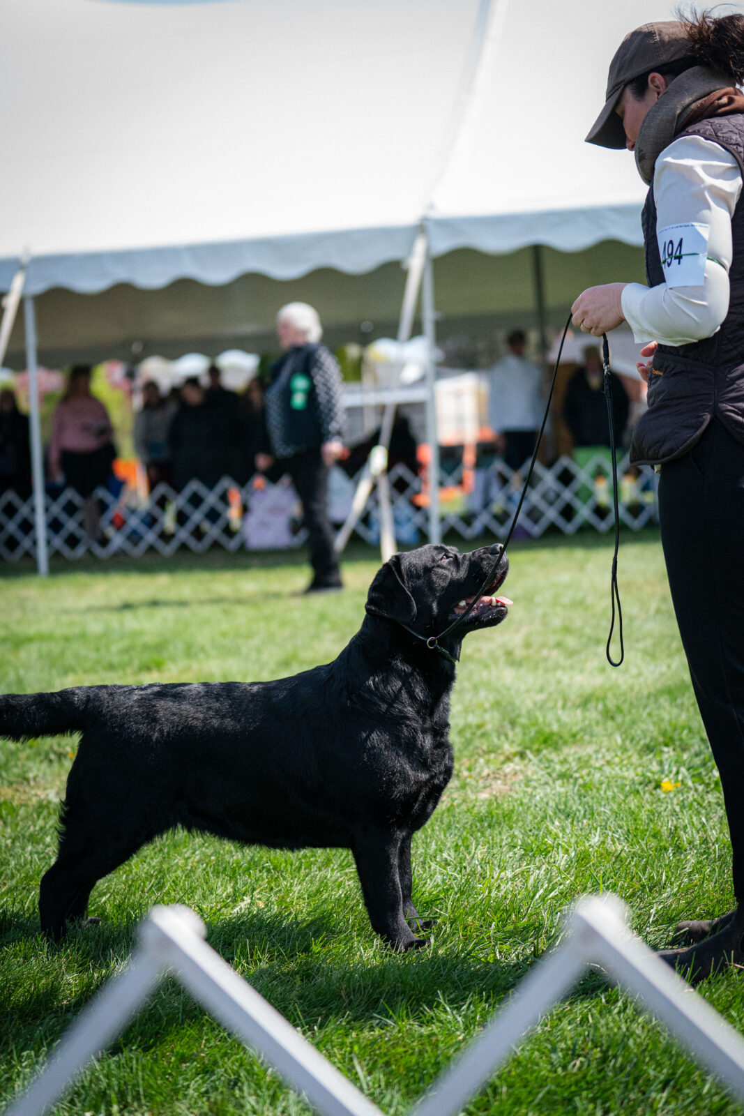 Photo of BISS CH Gallivant’s I Live For The Applause, a Black Labrador Retriever.