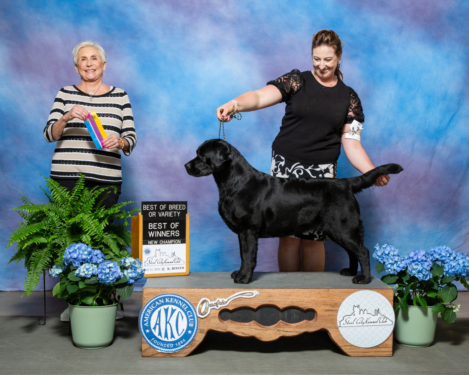 Photo of BISS CH Gallivant’s I Live For The Applause, a Black Labrador Retriever.