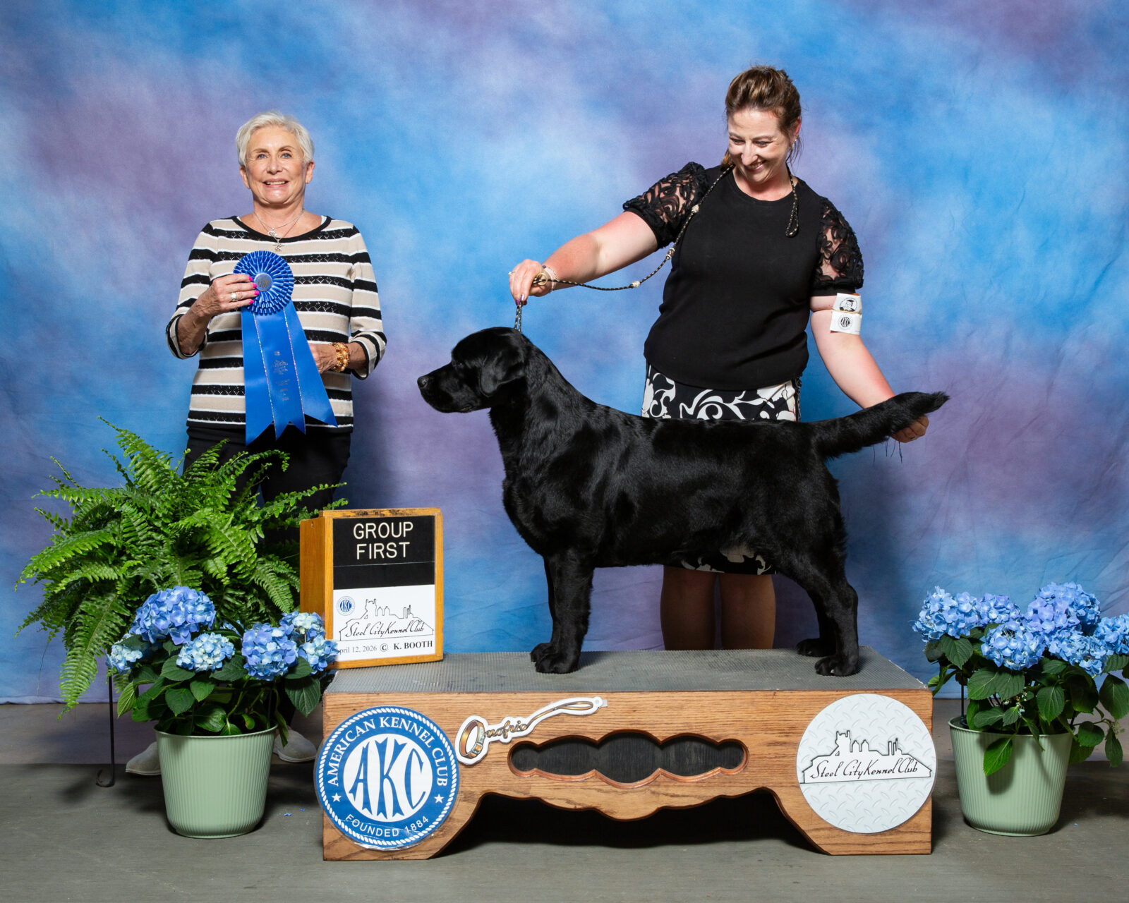 Photo of BISS CH Gallivant’s I Live For The Applause, a Black Labrador Retriever.