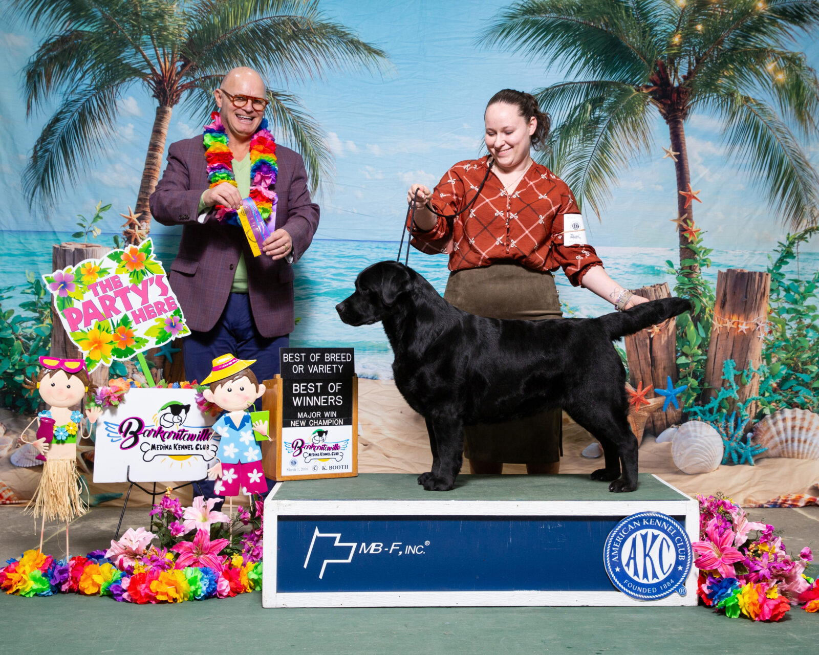 Photo of BISS CH Gallivant’s I Live For The Applause, a Black Labrador Retriever.