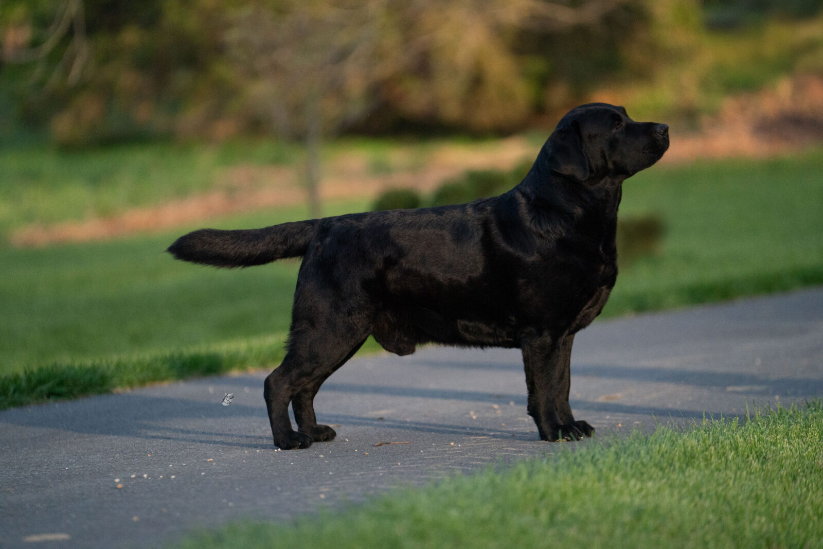 Photo of BOSS CH Hoffmann’s Mr. Perfectly Fine, a Black Labrador Retriever.