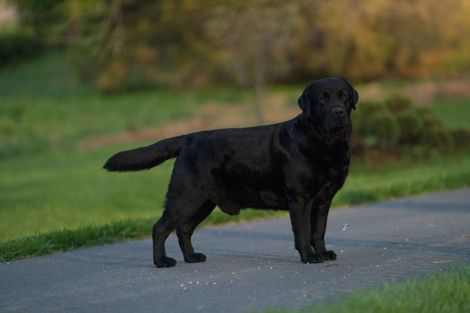Photo of BOSS CH Hoffmann’s Mr. Perfectly Fine, a Black Labrador Retriever.
