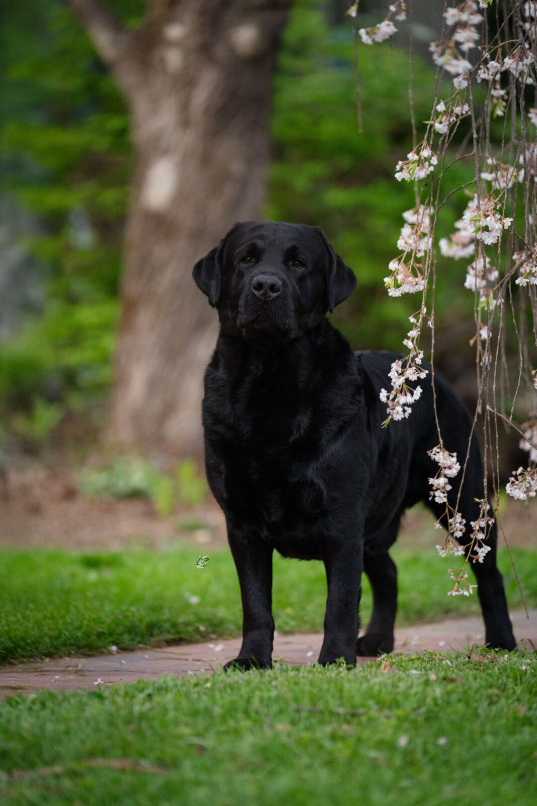 Photo of BOSS CH Hoffmann’s Mr. Perfectly Fine, a Black Labrador Retriever.