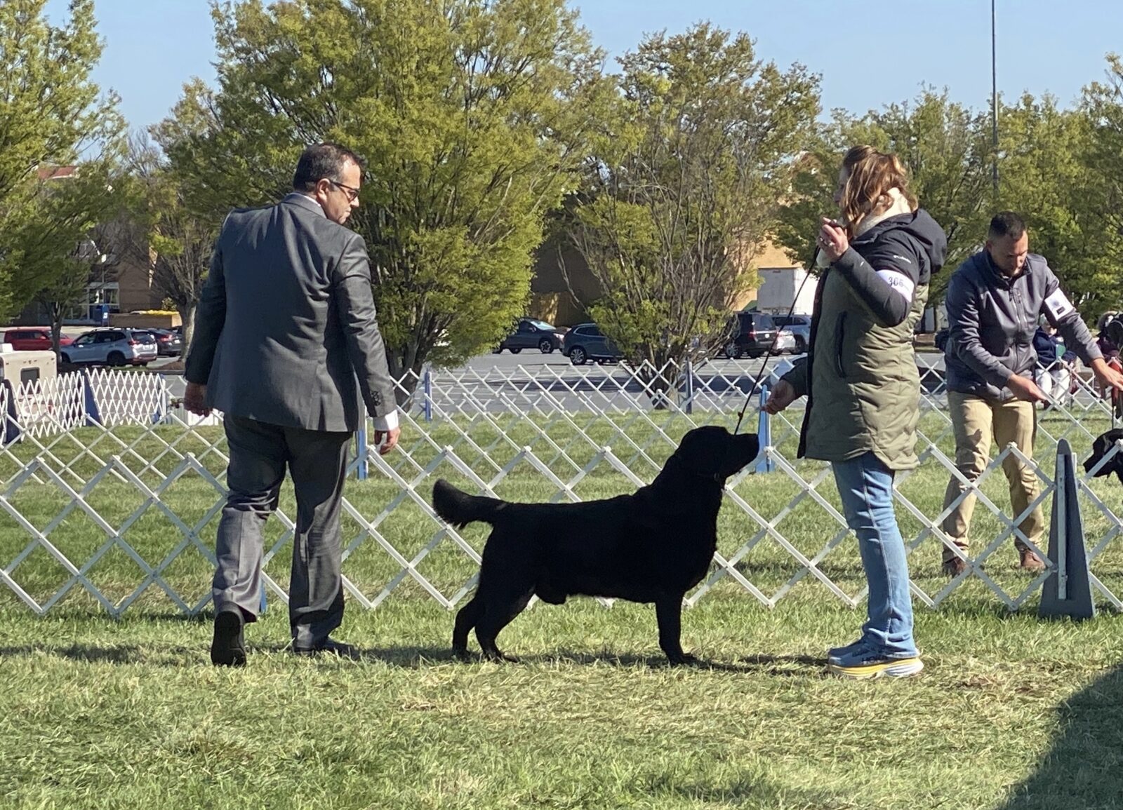 Photo of BOSS CH Hoffmann’s Mr. Perfectly Fine, a Black Labrador Retriever.